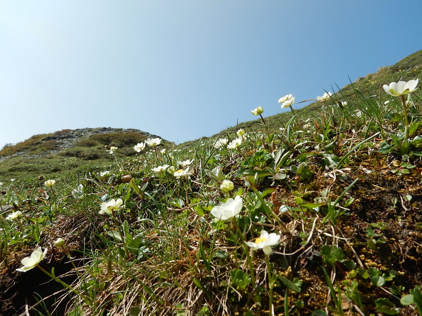 Regeneration and Grey Spaces